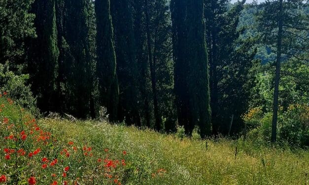Poppy Red – Style Tops for A Tuscan Wedding