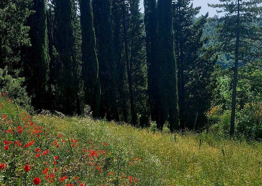 Poppy Red – Style Tops for A Tuscan Wedding
