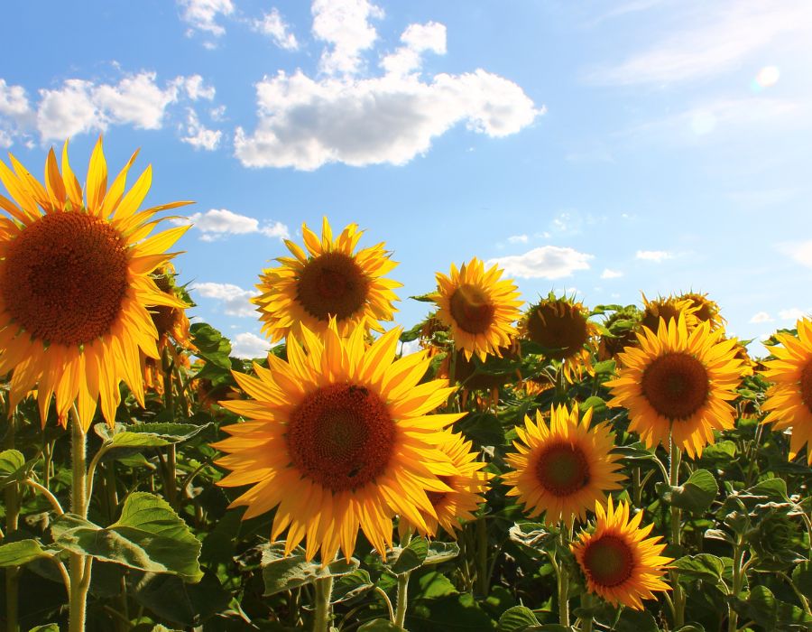 sunflower how do they grow