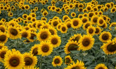 Sunflowers – How Do They Grow?