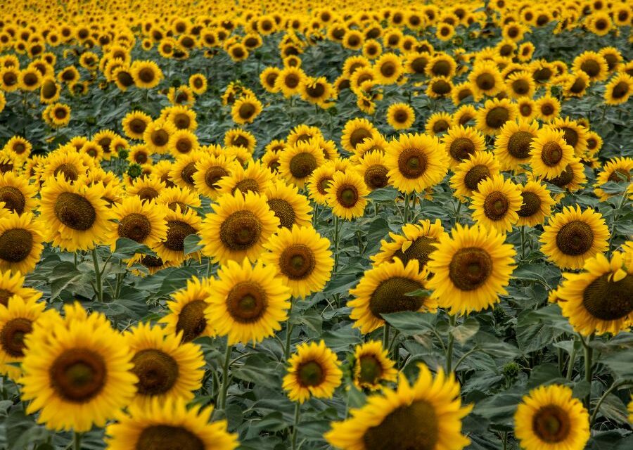 Sunflowers – How Do They Grow?