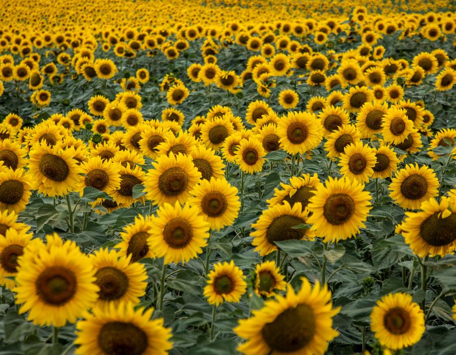 sunflower how do they grow