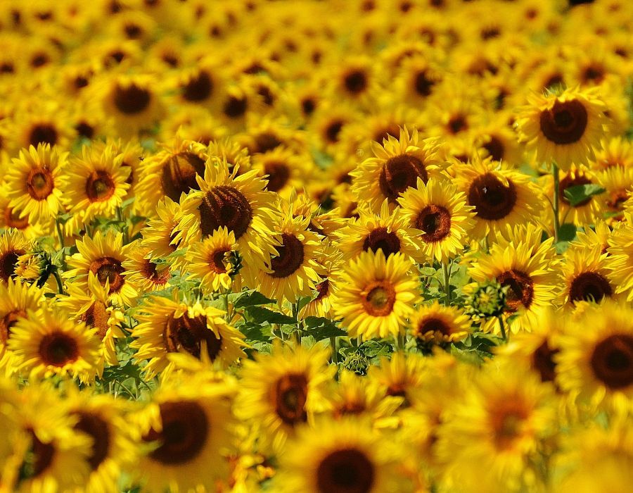 sunflower how do they grow