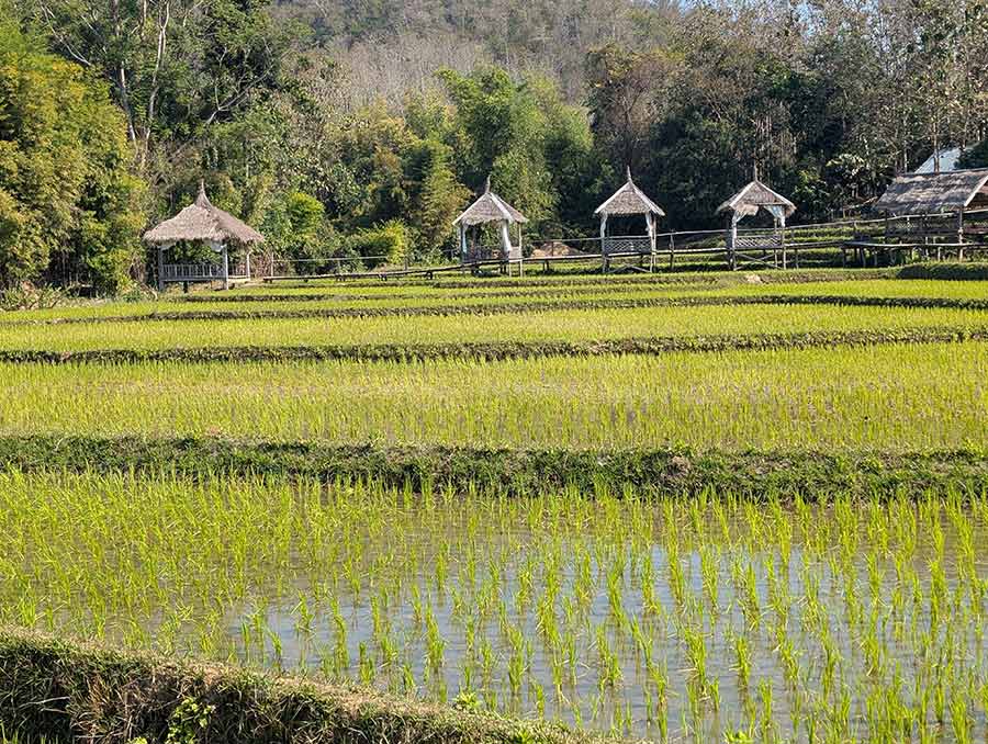 laos-rice-field