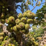 Laos Fruit – A Taste of Opulence from Nature