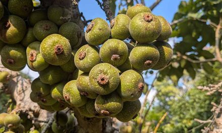 Laos Fruit – A Taste of Opulence from Nature