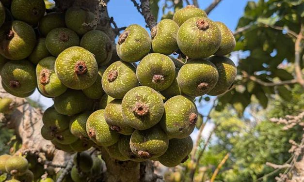 Laos Fruit – A Taste of Opulence from Nature