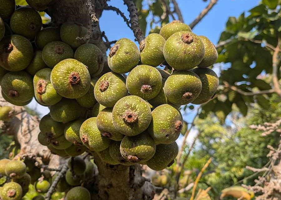 Laos Fruit – A Taste of Opulence from Nature