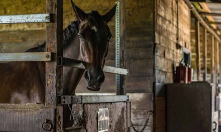 How To Create An Equine Business That Generates Bumper Revenue