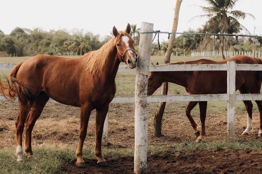 pexels-leticiacurveloph-27743214