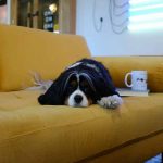 How To Help Your Dog Settle Into Your Lifestyle
