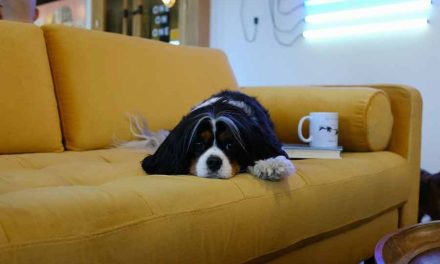 How To Help Your Dog Settle Into Your Lifestyle