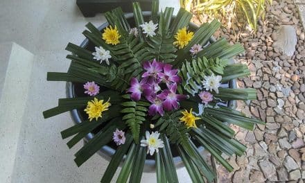 Four Seasons Koh Samui Wellness – A Family Escape Into Healing Touch