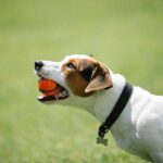 LED Collars To Electric Ball Launchers – 10 Cool Gadgets For Dog Owners
