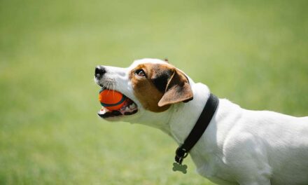 LED Collars To Electric Ball Launchers – 10 Cool Gadgets For Dog Owners