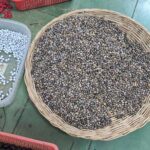 Jampei Seed Jewelry from Cambodia – A Statement Beyond Precious Metals