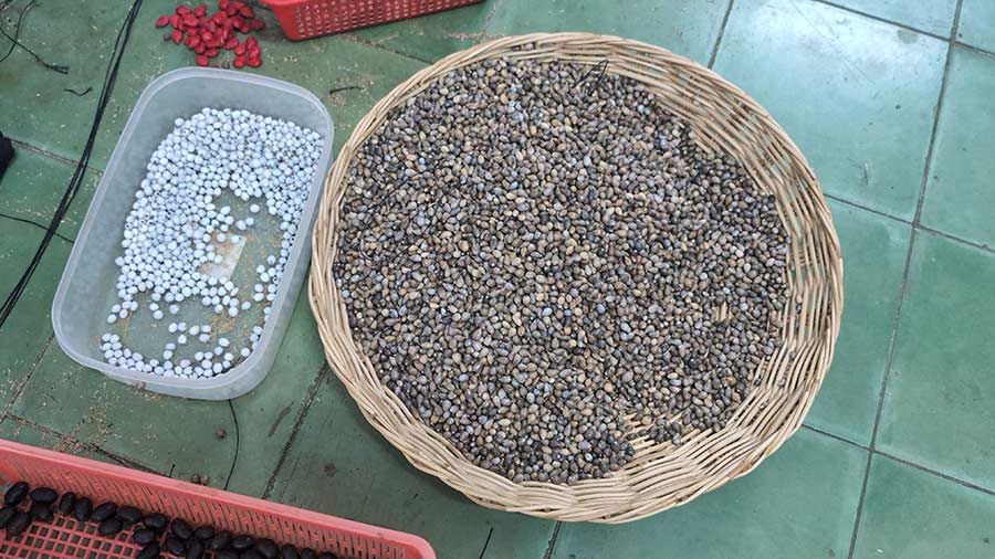 Jampei Seed Jewelry from Cambodia – A Statement Beyond Precious Metals
