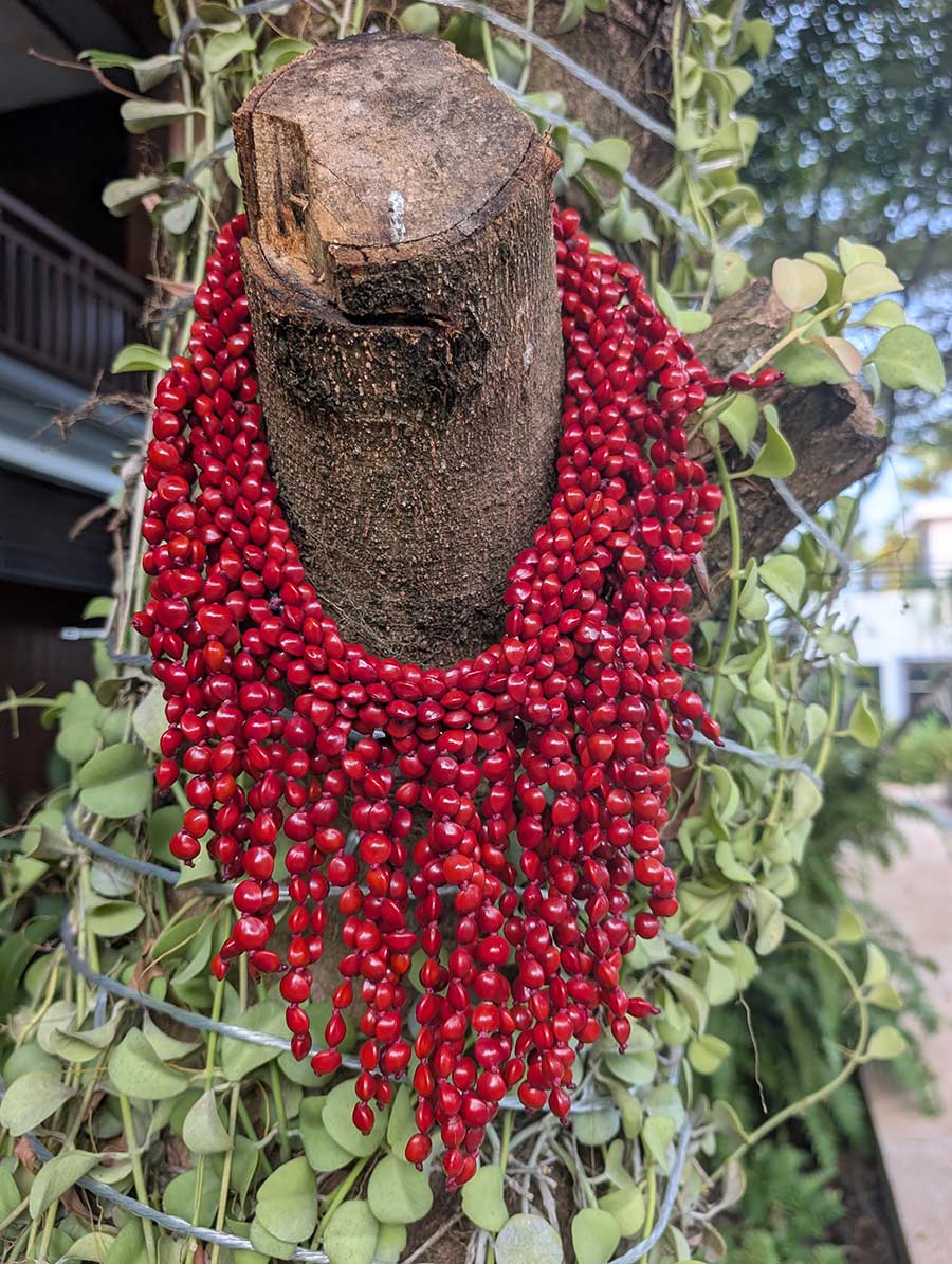 jampei seeds cambodia jewelry jpg gracie opulanza