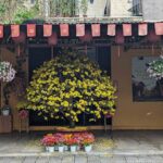 Why Visit Hoi An During Lunar New Year? A City in Bloom