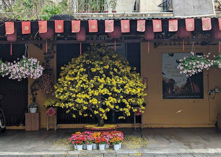 Why Visit Hoi An During Lunar New Year? A City in Bloom
